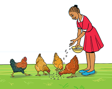 Chicken
